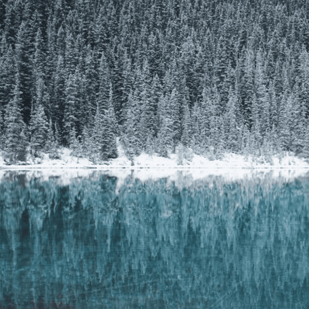 A serene lake reflects a snow-covered pine forest.