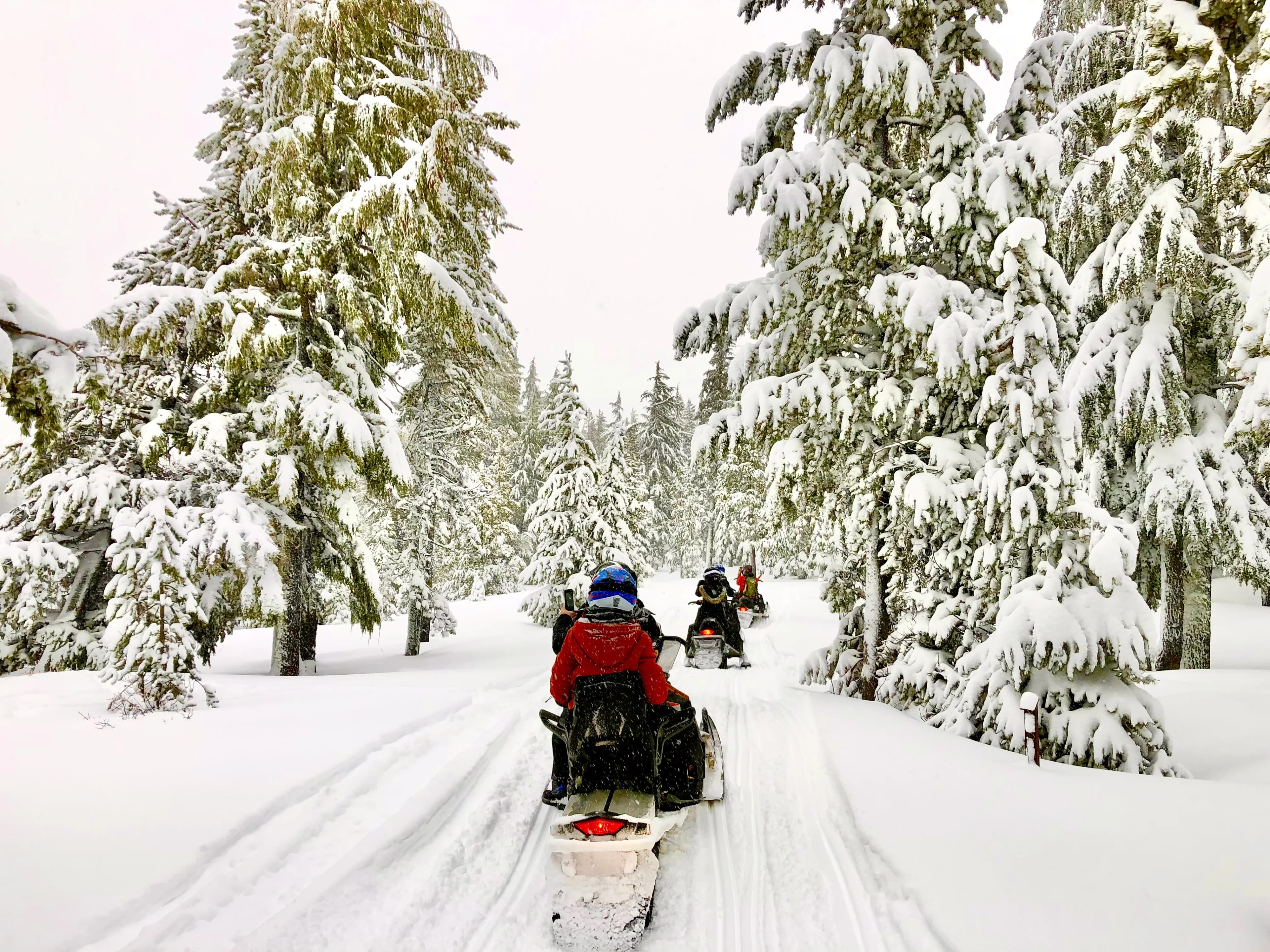 Snowmobiles driving through a snowy forest trail.
