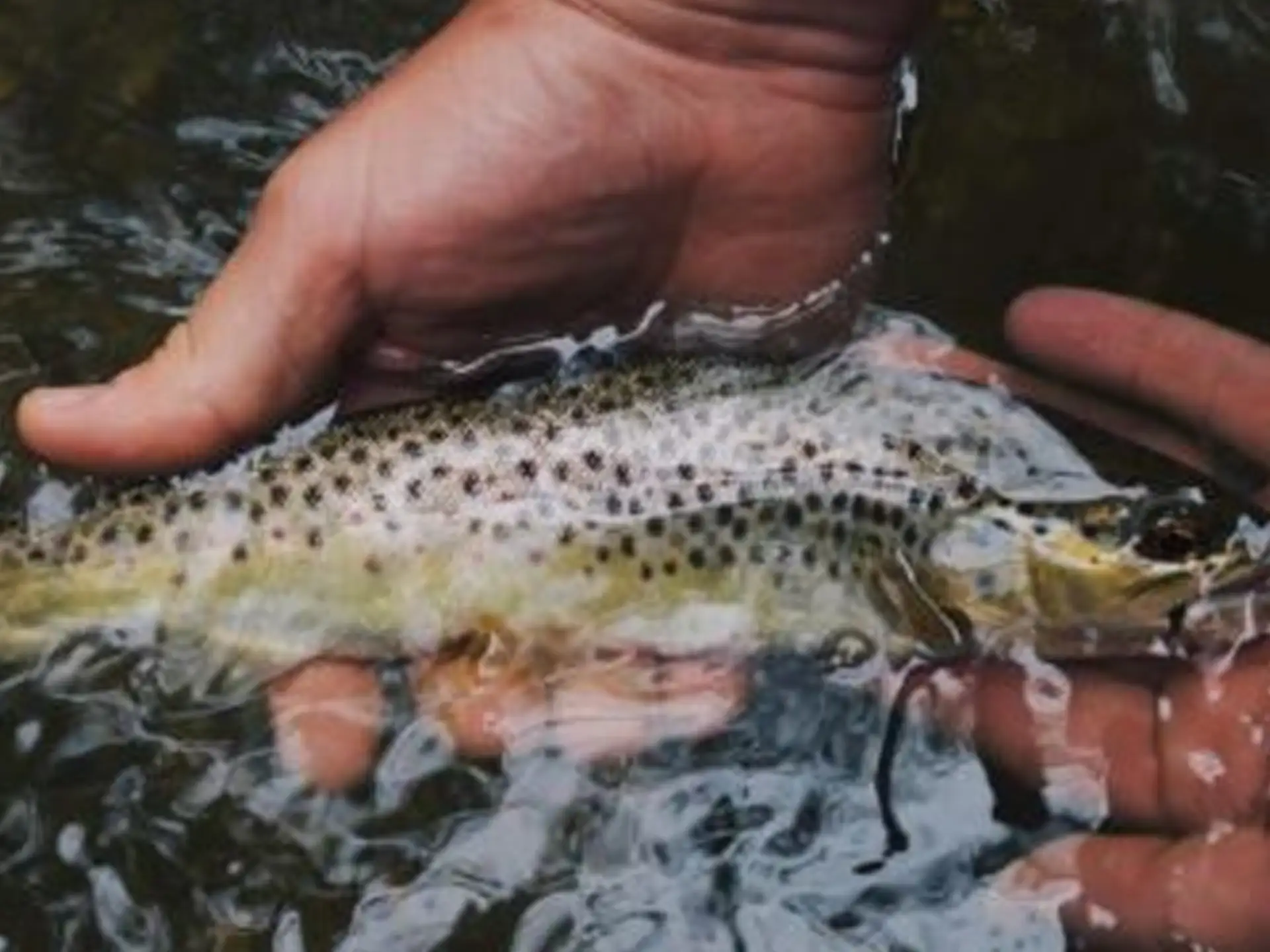 A hand holds a speckled trout partially submerged in water.