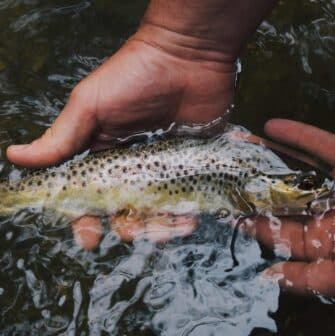 A person holding a brown trout in shallow water.
